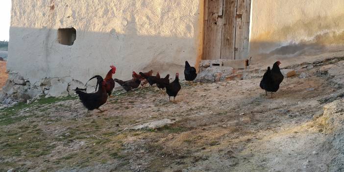 Nizip Akkuyu Köyü Resimleri