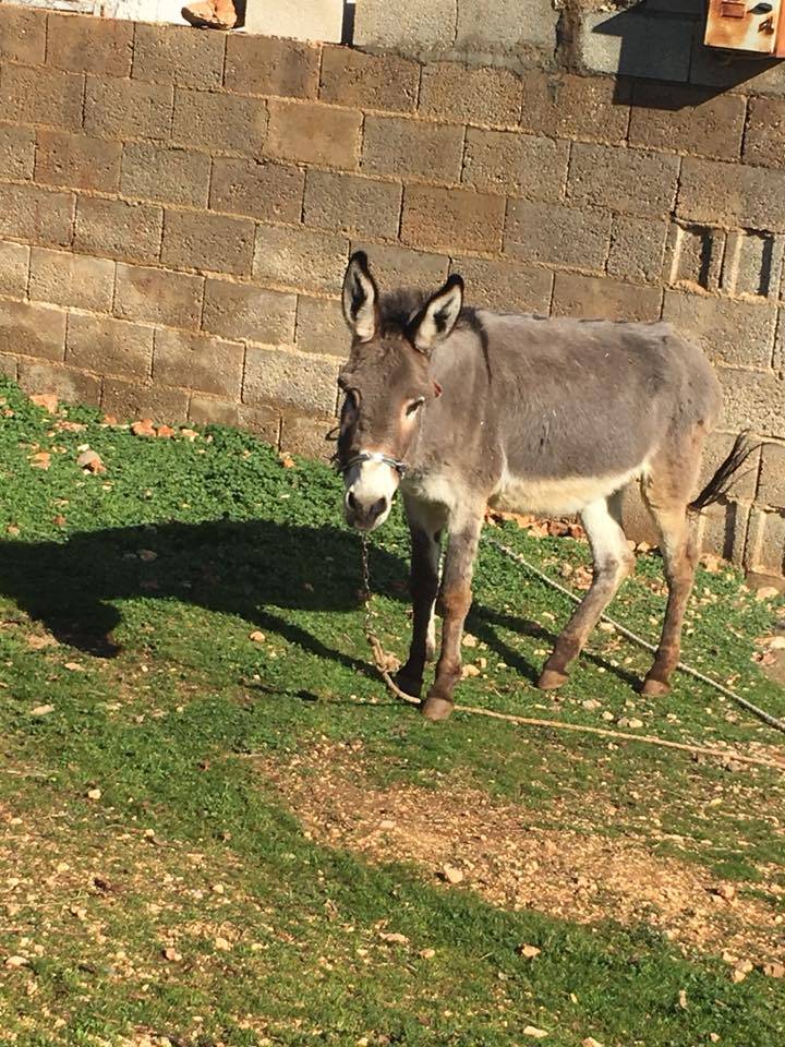 Nizip Alahacı Köyü Resimleri 5