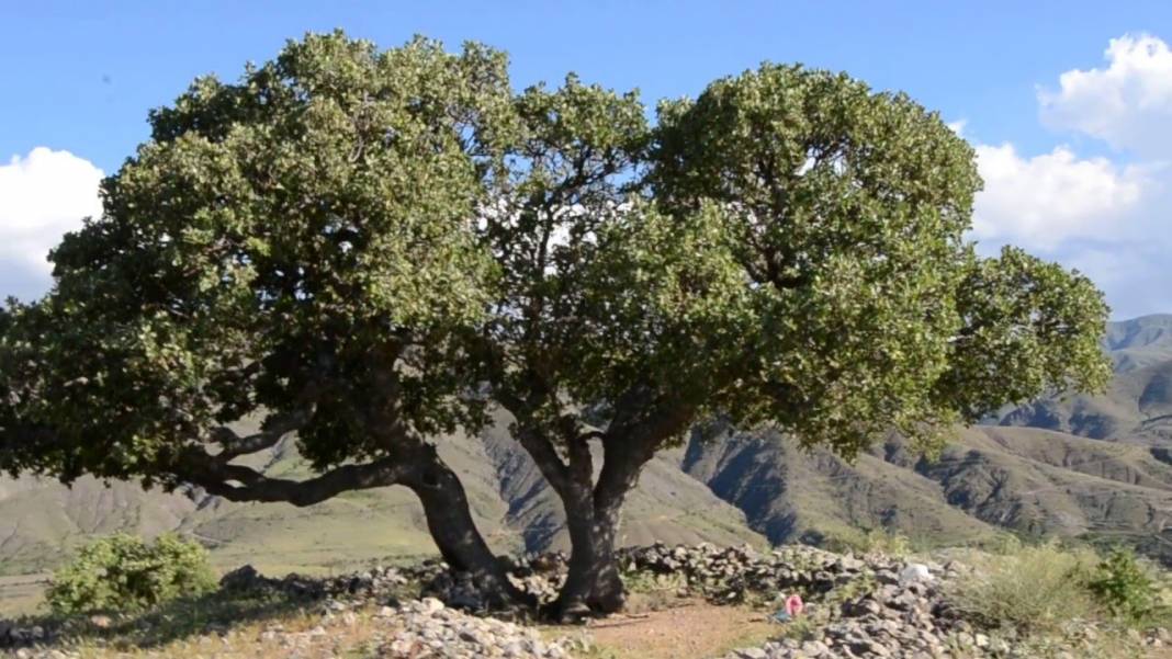 Battalgazi Erenli Köyü Resimleri 1