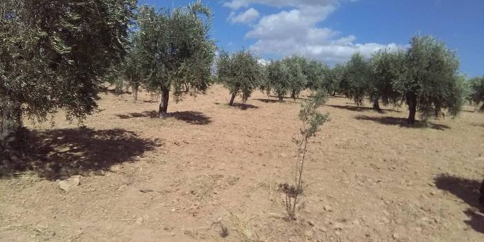 Nizip Altındağ Köyü Resimleri