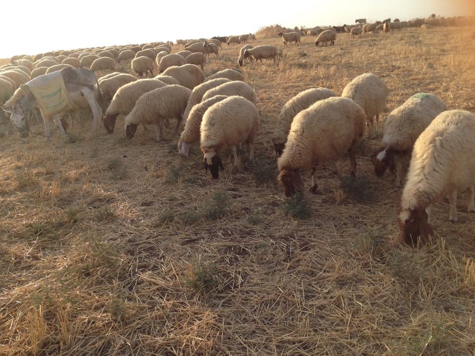 Derik Kanatlı Köyü Resimleri 1