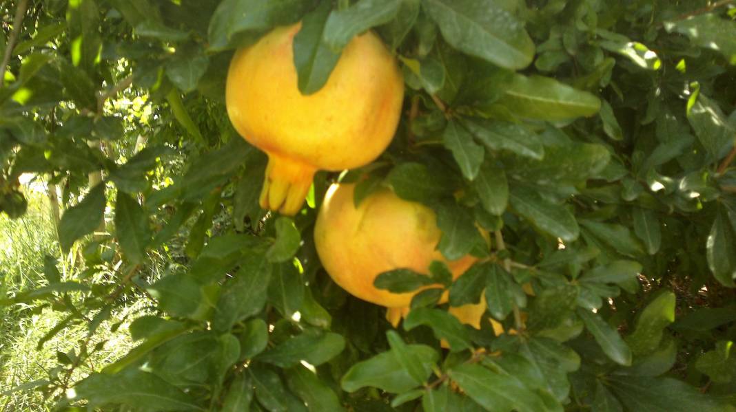 Nizip Aşağıçardak Köyü Resimleri 10