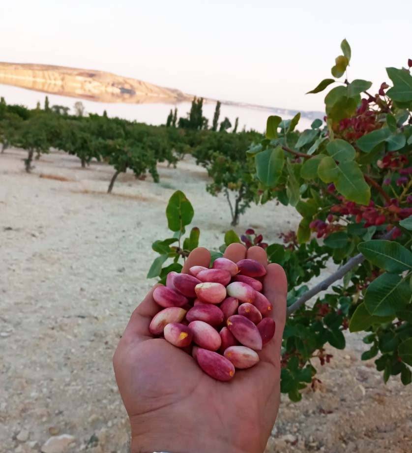 Nizip Aşağıçardak Köyü Resimleri 28