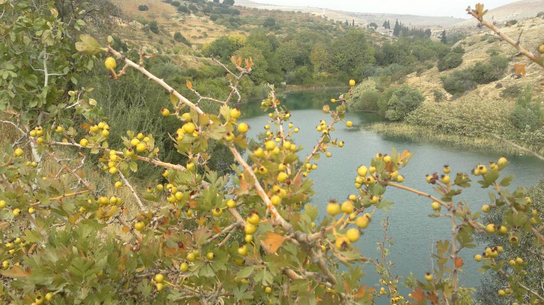 Nizip Aşağıçardak Köyü Resimleri 3