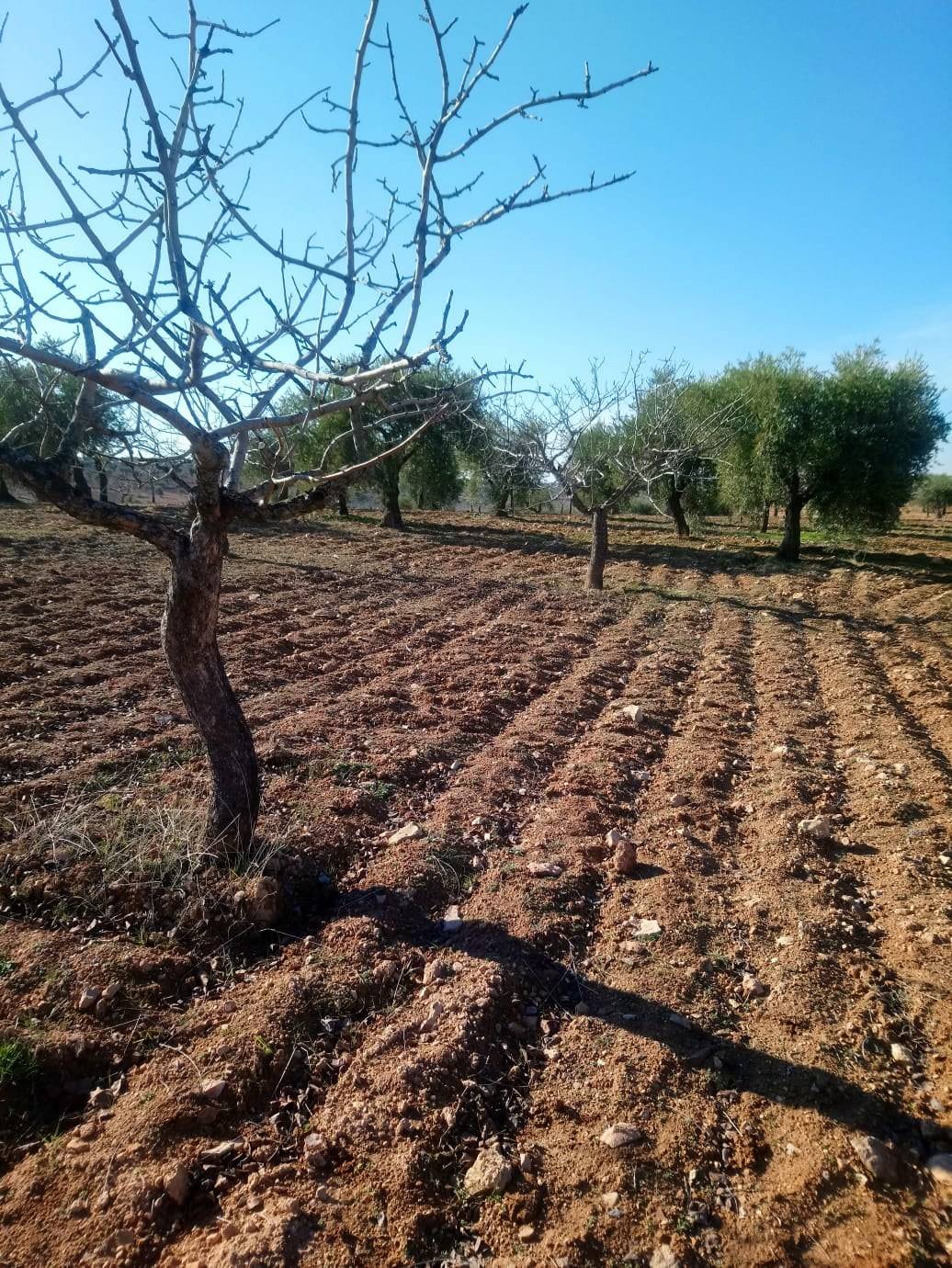 Nizip Bahçeli Köyü Resimleri 3