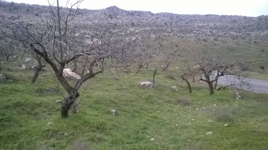 Nizip Ballı Köyü Resimleri 3