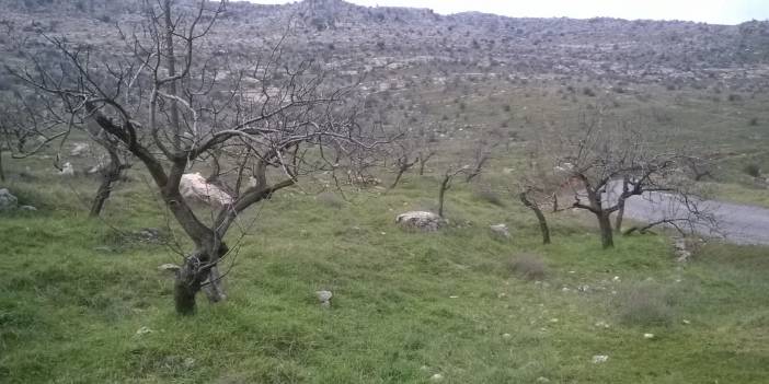 Nizip Ballı Köyü Resimleri