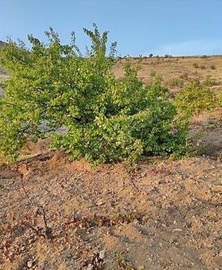 Battalgazi Karagöz Köyü Resimleri 3