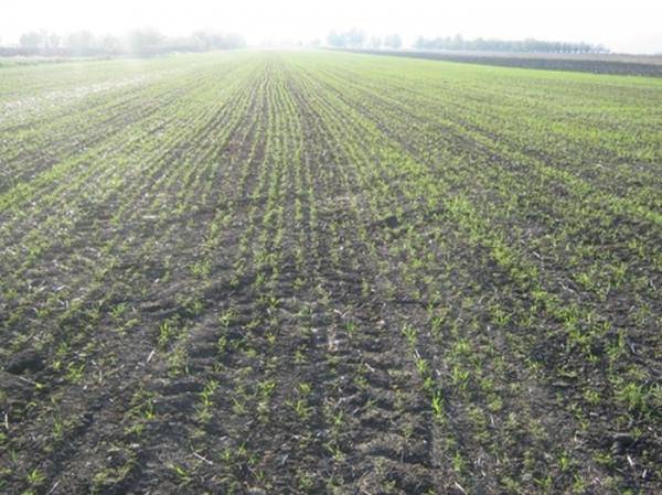 Bünyan Camiicedit Köyü Resimleri 1