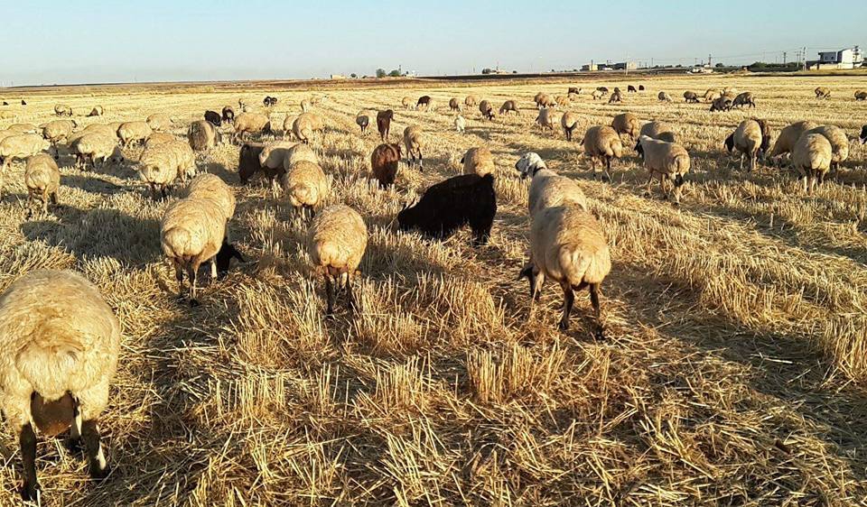 Derik Köseveli Köyü Resimleri 1