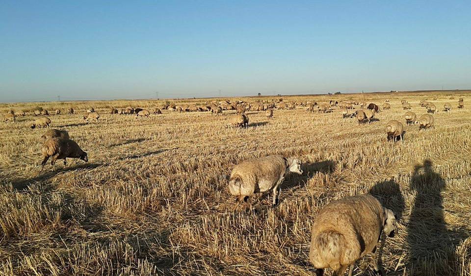 Derik Köseveli Köyü Resimleri 2