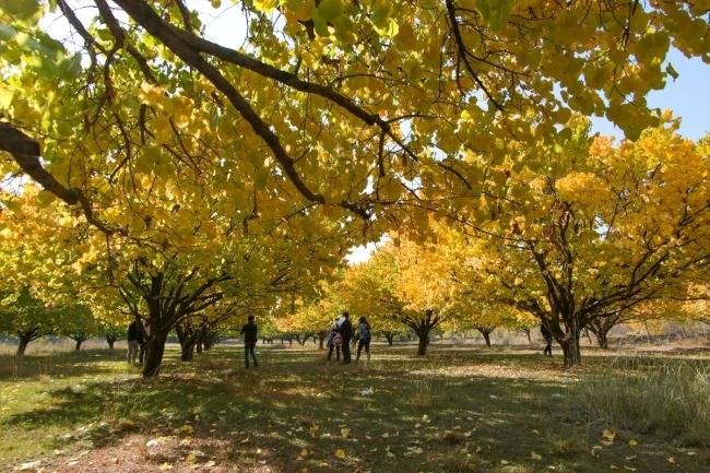 Battalgazi Şişman Köyü Resimleri 10
