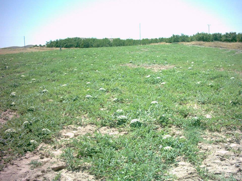 Battalgazi Şişman Köyü Resimleri 6