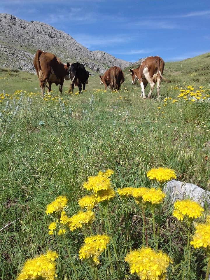 Battalgazi Taştepe Köyü Resimleri 7