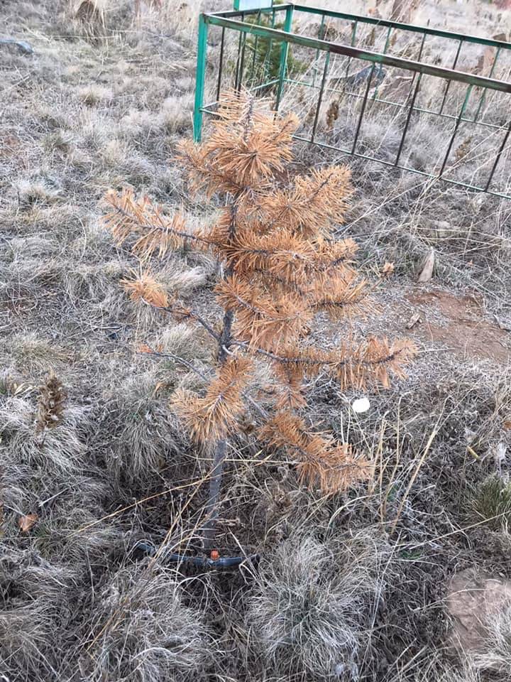 Bünyan Kösehacılı Köyü Resimleri 2