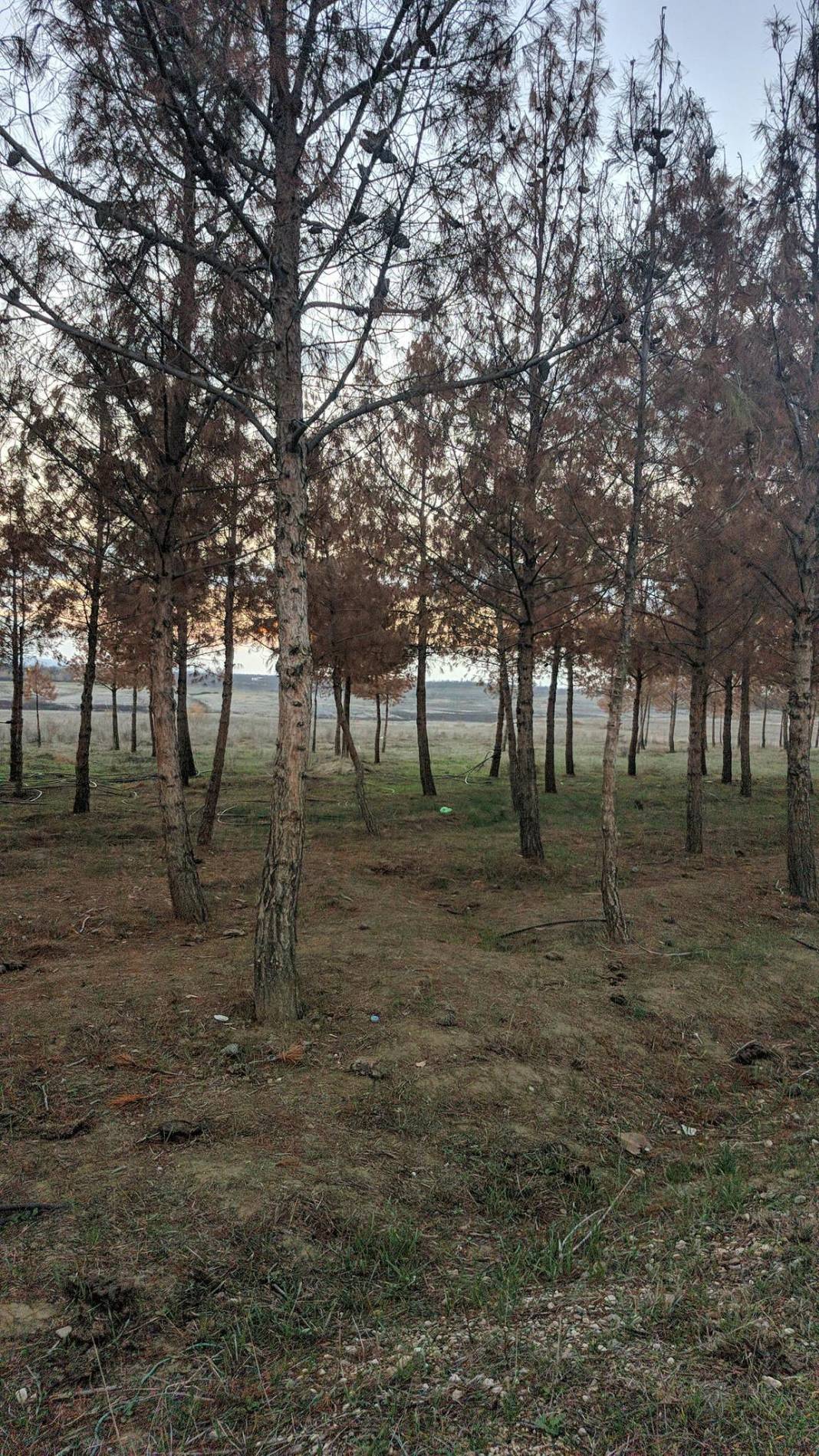 Battalgazi Toygar Köyü Resimleri 4