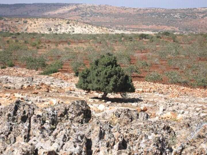 Nizip Çanakçı Köyü Resimleri 1