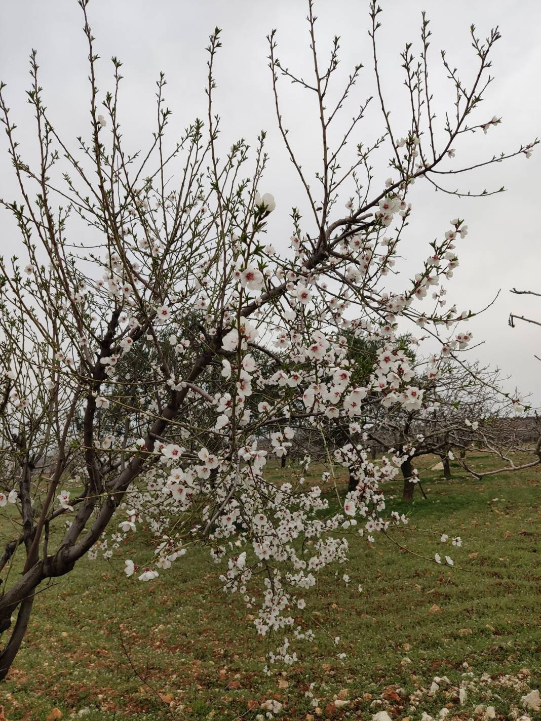 Nizip Dayıdağ Köyü Resimleri 28