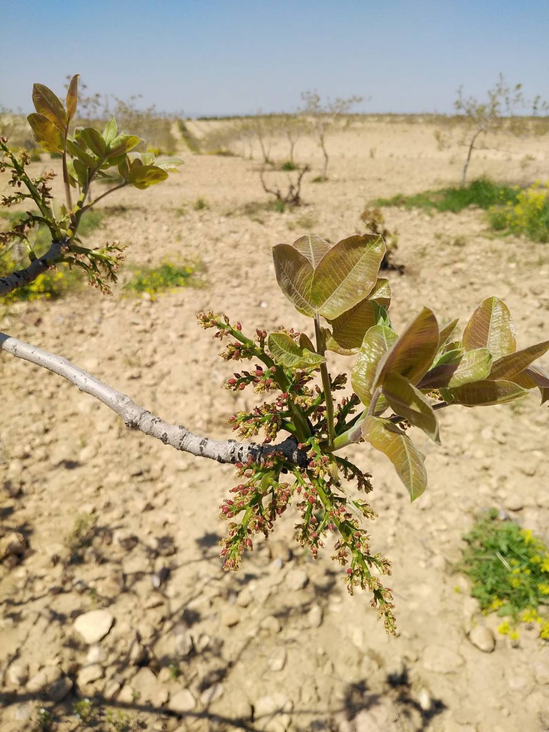 Birecik İncirlidere  Köyü Resimleri 14