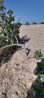 Birecik İncirlidere  Köyü Resimleri 6