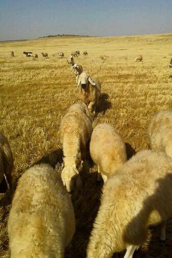 Birecik Karababa Köyü Resimleri 3