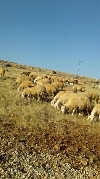 Birecik Karababa Köyü Resimleri 4