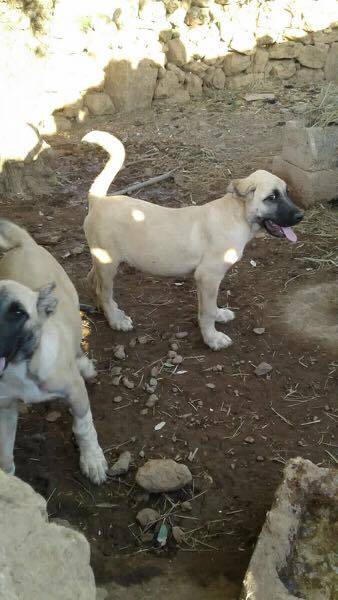 Birecik Karababa Köyü Resimleri 5