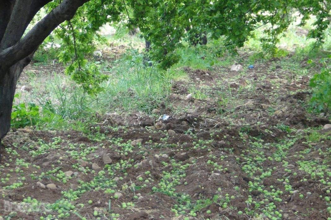 Birecik Keskince Köyü Resimleri 3