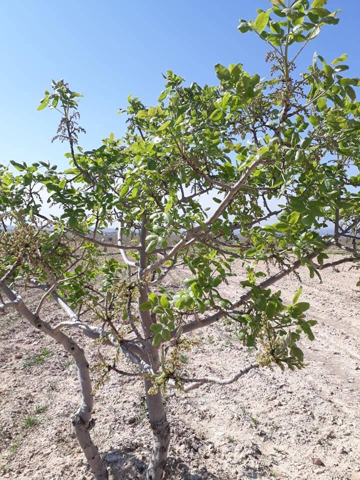 Birecik Kocaali Köyü Resimleri 7