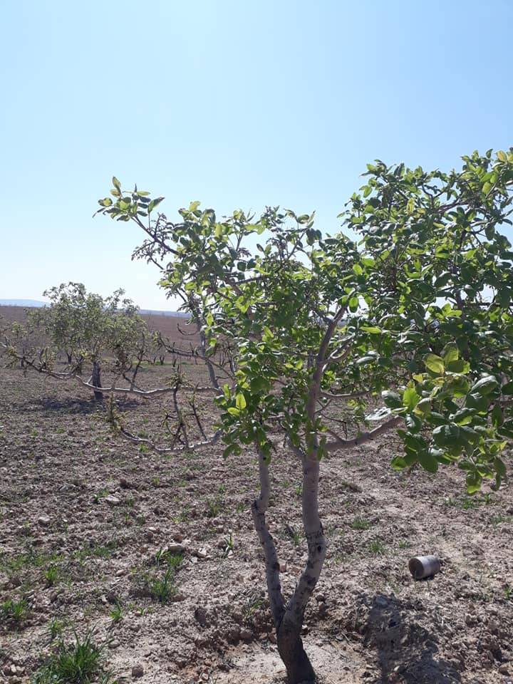 Birecik Kömağıl Köyü Resimleri 3
