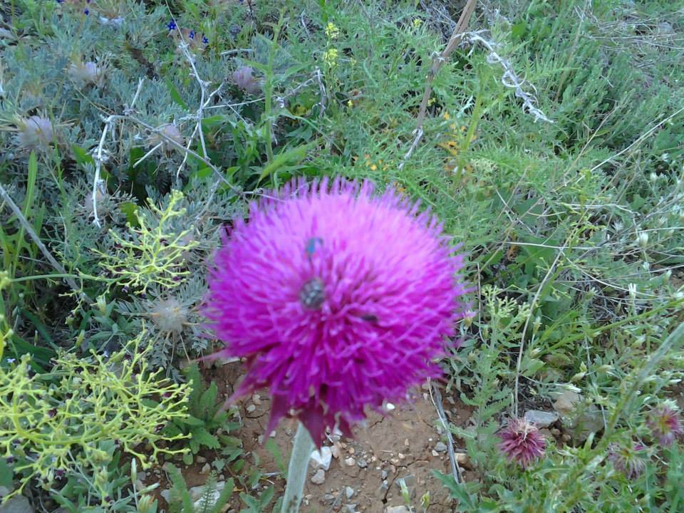 Doğanşehir Çavuşlu Köyü Resimleri 2