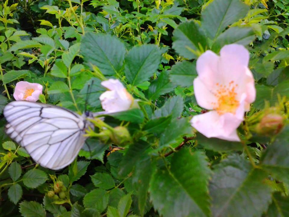 Doğanşehir Çavuşlu Köyü Resimleri 4
