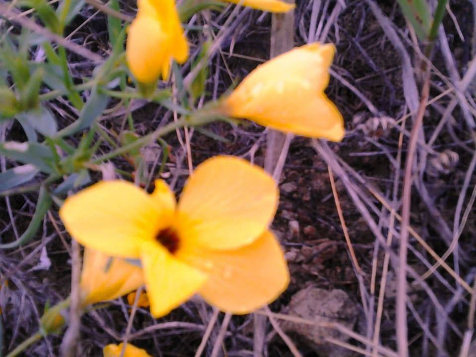 Doğanşehir Çavuşlu Köyü Resimleri 5