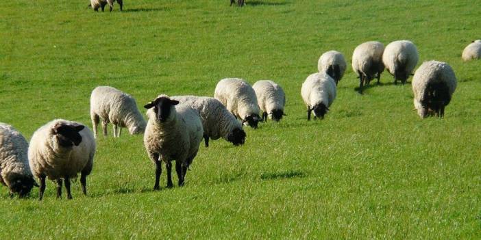 Doğanşehir Çığlık Köyü Resimleri