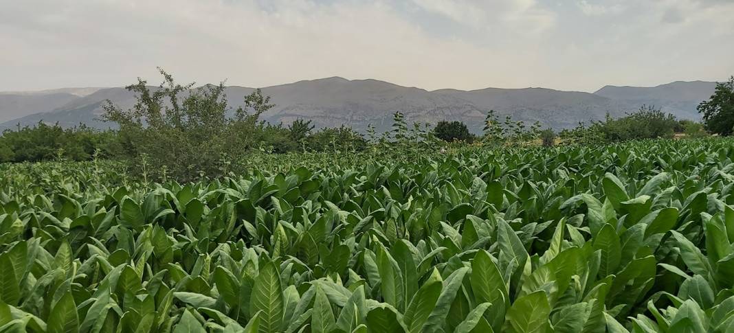 Doğanşehir Elmalı Köyü Resimleri 3