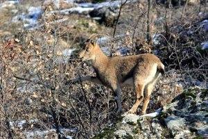 Kızıltepe Akalın Köyü Resimleri 1