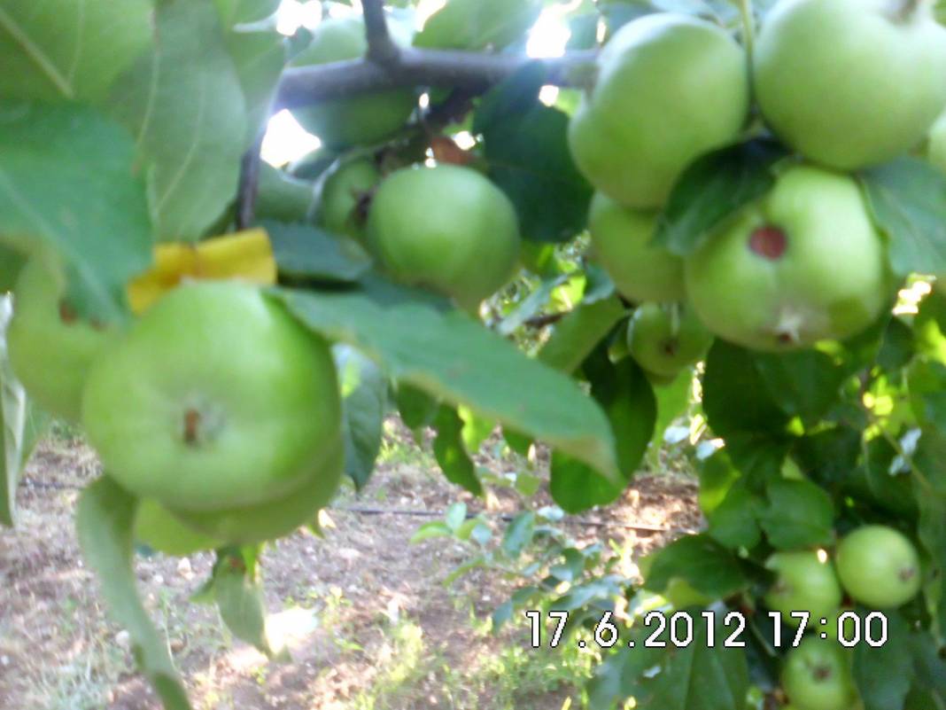 Doğanşehir Günedoğru Köyü Resimleri 5