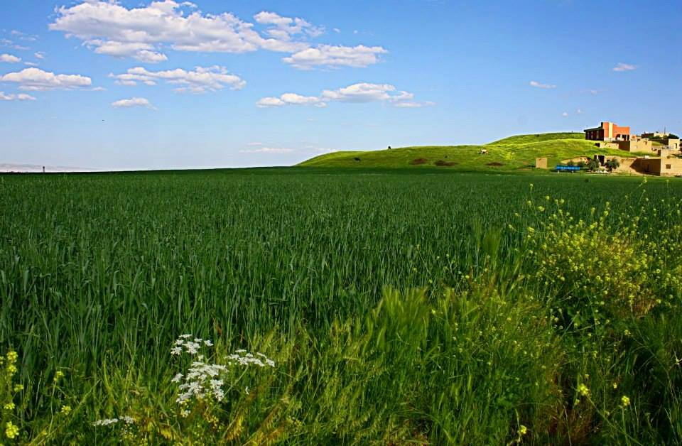 Kızıltepe Akça Köyü Resimleri 1