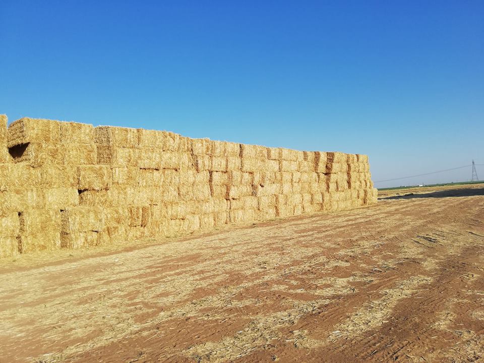 Kızıltepe Akça Köyü Resimleri 2