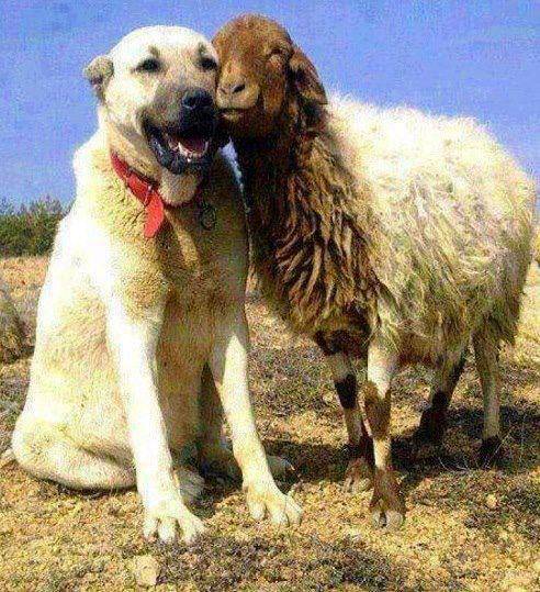 Doğanşehir Kelhalil Köyü Resimleri 1