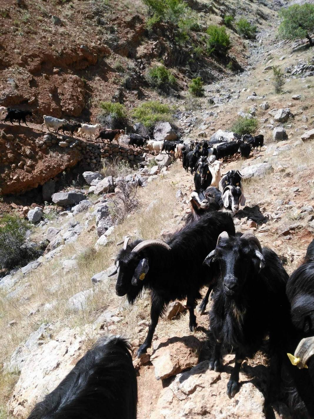 Doğanşehir Koçdere Köyü Resimleri 7