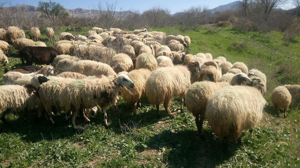 Kızıltepe Akçapınar Köyü Resimleri 4