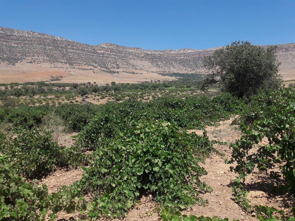 Kızıltepe Akçapınar Köyü Resimleri 8