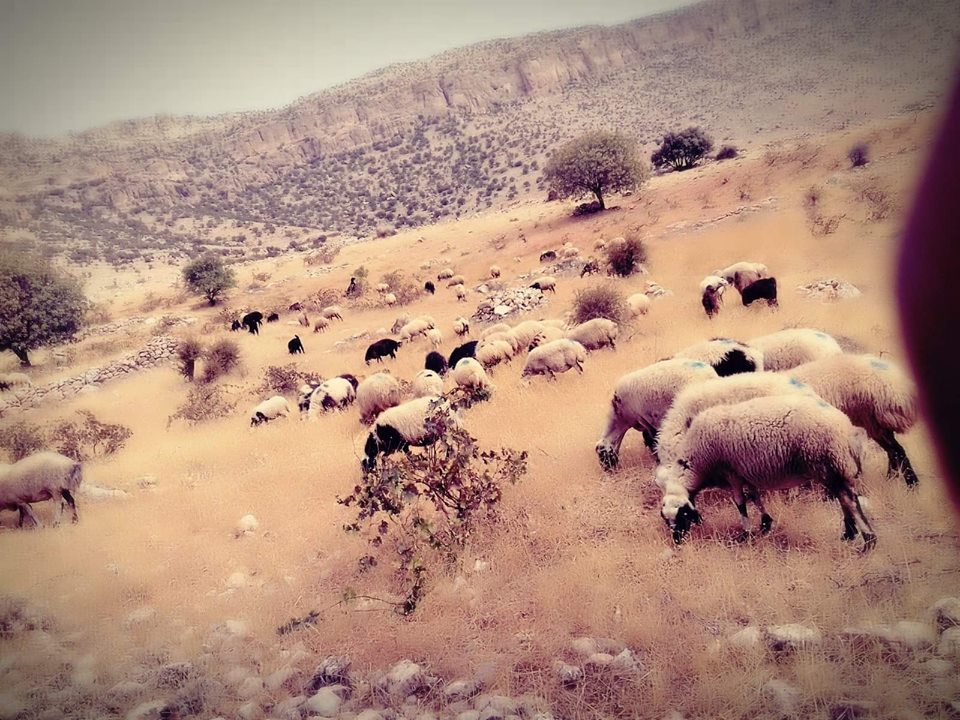 Kızıltepe Akçapınar Köyü Resimleri 9