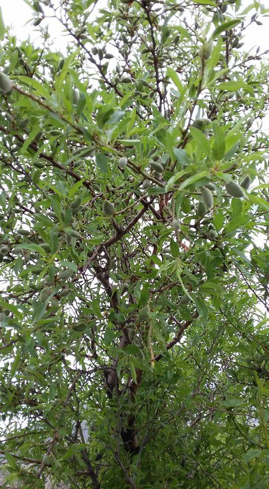 Doğanşehir Örencik Köyü Resimleri 1