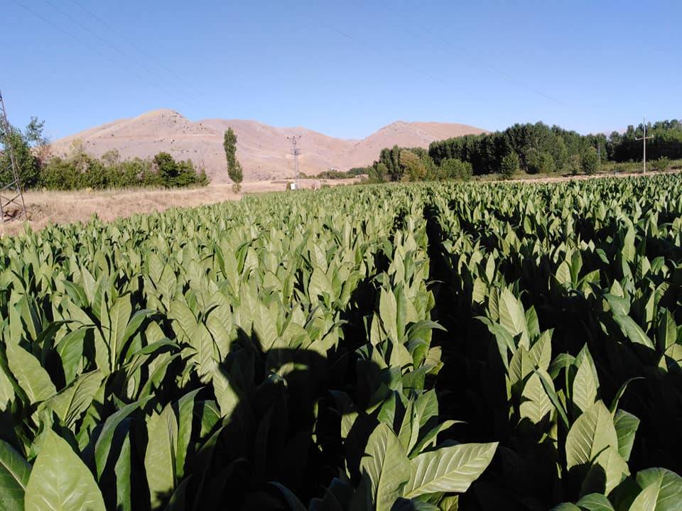 Doğanşehir Reşadiye Köyü Resimleri 6