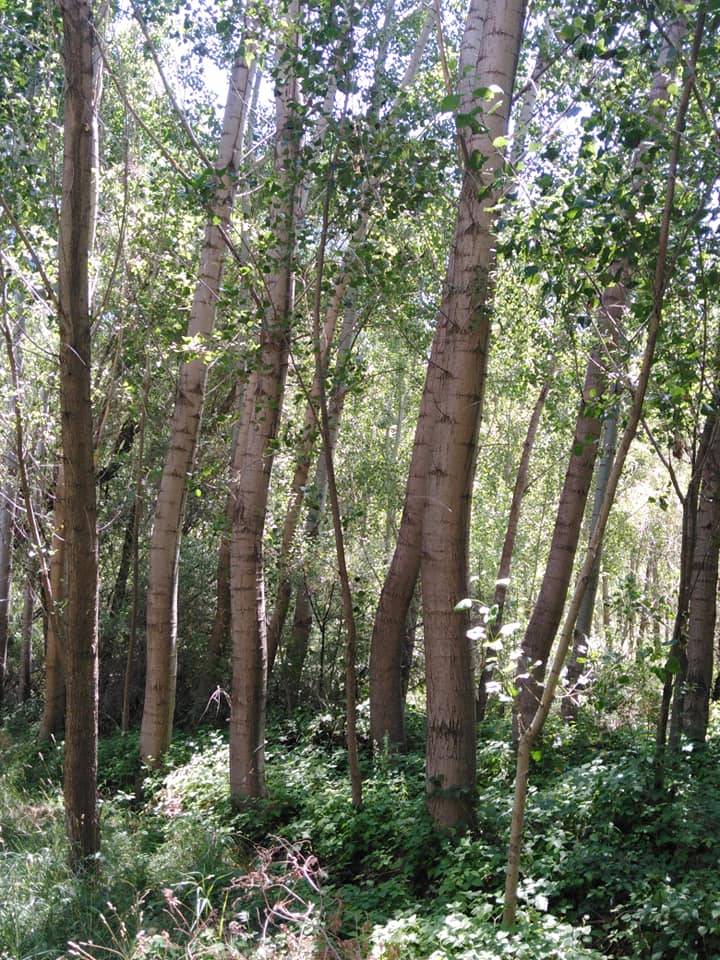 Doğanşehir Reşadiye Köyü Resimleri 7