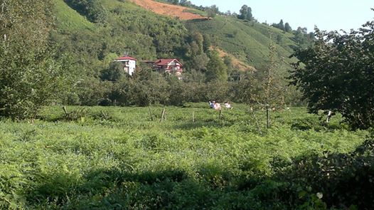 Fındıklı Hara Köyü Resimleri 2