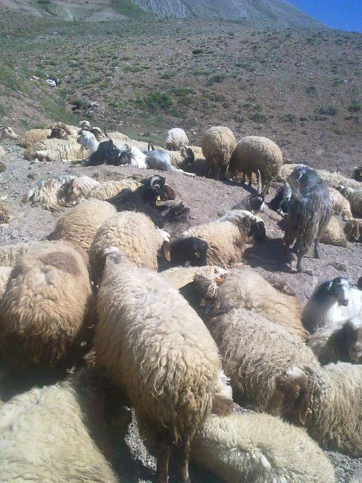 Doğanşehir Topraktepe Köyü Resimleri 8