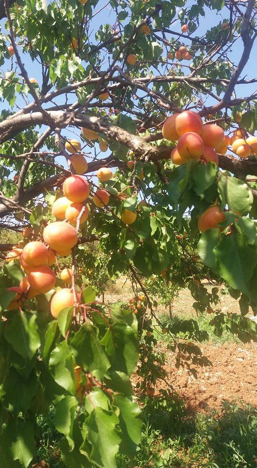 Doğanşehir Topraktepe Köyü Resimleri 9